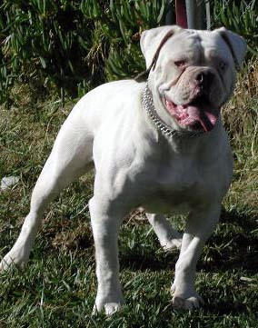 Big Block Bullies Missy Hooligan