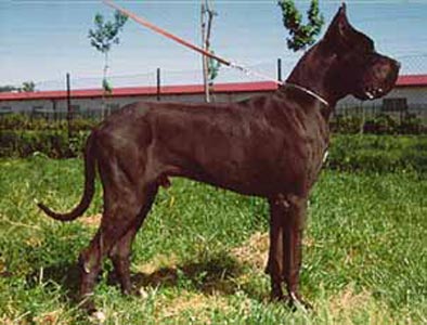 CH (ITA, FRA) Libertin De La Benjamine