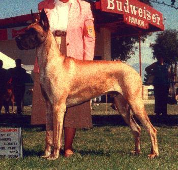 CH Zarlin's Soldier Boy