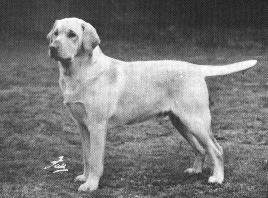 CH Sandylands Sovereign of Suddie