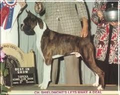 CH (AKC) Shieldmont's Let's Make A Deal