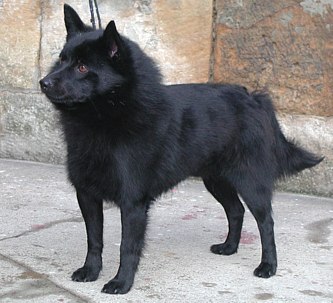 CH Blazes Black Serenade of Love