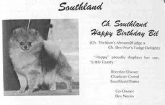AM CH Southland's Happy Birthday Bill