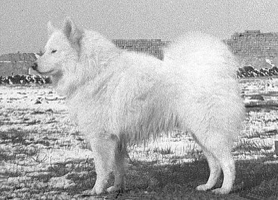 Bertil