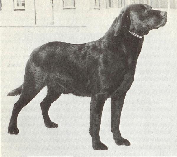 Ch. Castlemore Shamus