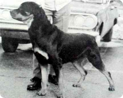 AM CH. Max vd Hobertsburg