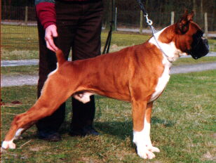 DUTCH CH Titan de Loermo