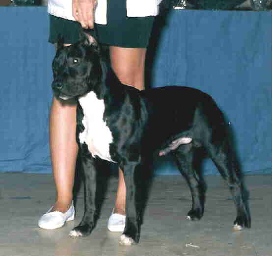 AKC CH/UKC GRCH Storytime's Back in Black