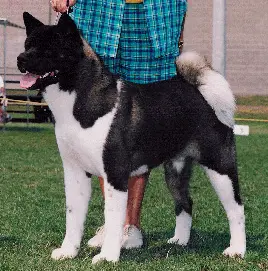 AKC/CAN CH Kawakami's Bearpaw Legend