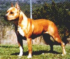 CH Tonkawa Carmel Candy