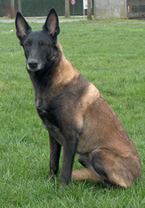 Uranie des Deux Pottois