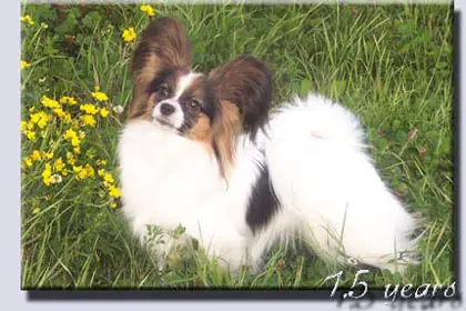 Diluna Vilarden's Gift Of Destiny