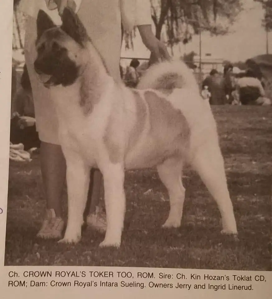 AKC CH Crown Royals Toker Too