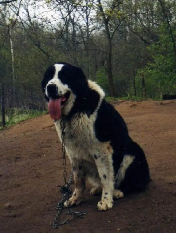 R.CACIB Batish