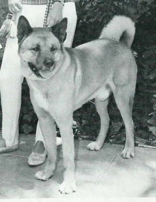 JPN CH Tosaryu-go Yabusamesow