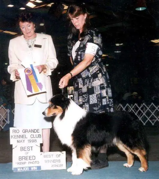 AKC Ch. Private Stoc's Stacked Deck
