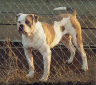 Johnson's Dick the Bruiser 50