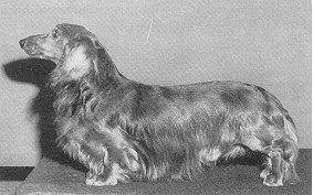 ENG CH Imber Coffee Bean