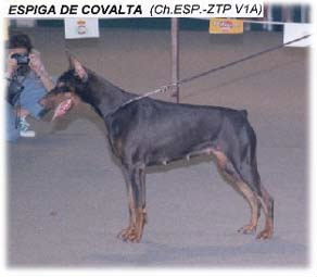 Espiga de Covalta