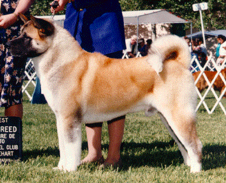 BIS AKC CH Moonlight's Duke Of Passion