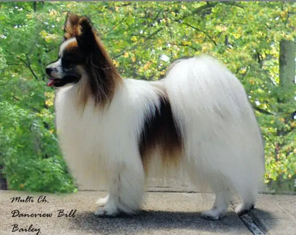 Int. Ch. Daneview Bill Bailey