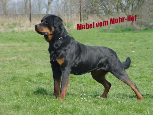 V-RATED Mabel vom Mohr-Hof