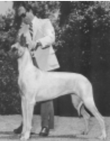 CH Kai-Dane Warwick's Nocheapdate