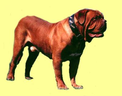 CH Bam Bam Un De Mes Amis