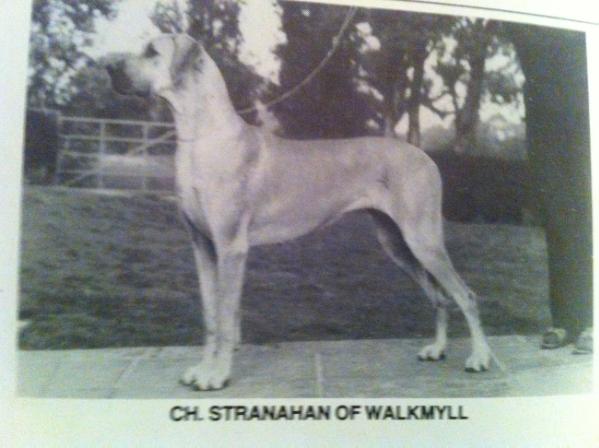 CH Stranahan Shan of Walkmyll