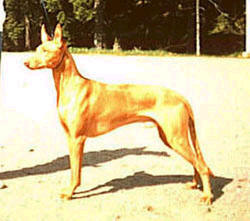 INT CH Merymut Adonis