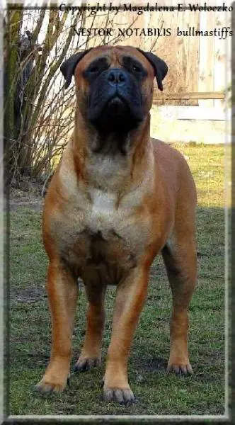 MULTI CH, MULTI GRAND CH, INT C.I.B. CH KYLIE MINOQUE Nestor Notabilis