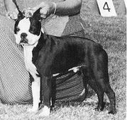 CH Maestro's Special Whiz