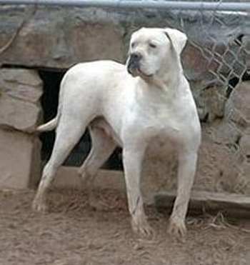 Johnson's Sugar Tuffie 57