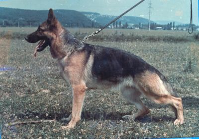 Daisy vom Schützen-Hof