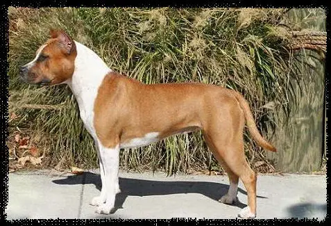 AKC CH/UKC GRCH Hilltop Pride and Joy of Kayo