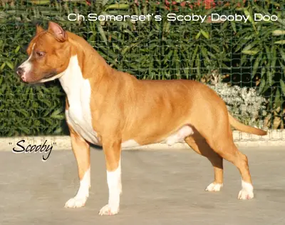 CH Somerset's Scooby Dooby Doo