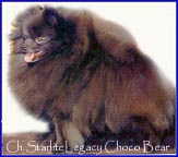 AM CH Starlite Legacy Choco Bear