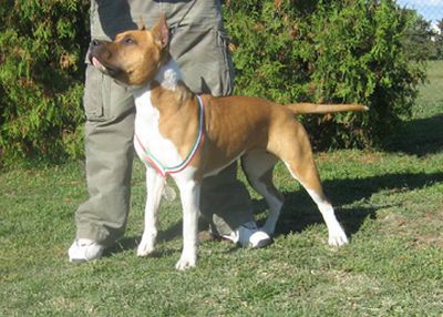 Tiger Tattoo's West Side Story