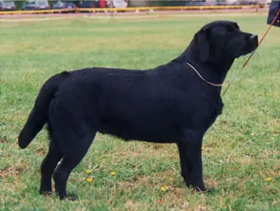 Bubbling Claire De Lune