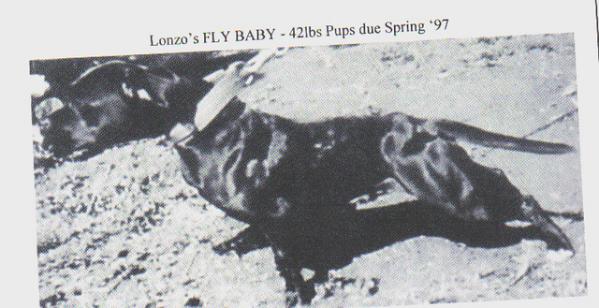 LONZO'S FLY BABY