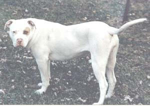 Vogelpohl's/Kershner'sTazz