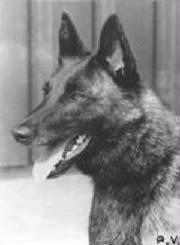 Reza van de Vastenow