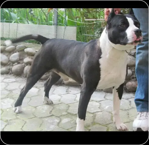 Mississippi Red Blackball