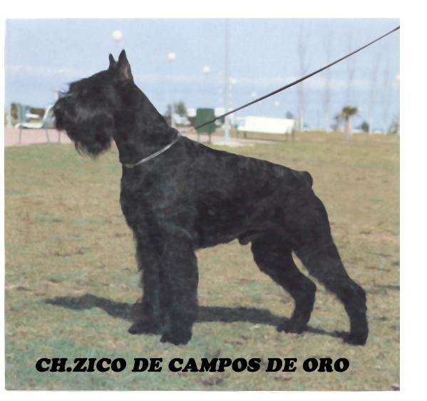 INTCH Zico de Campos de Oro