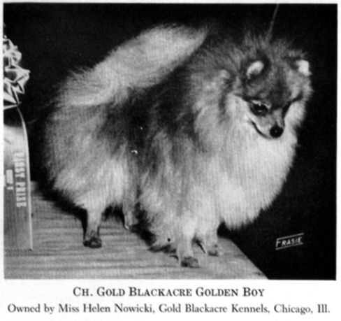 CH Gold Blackacre Golden Boy