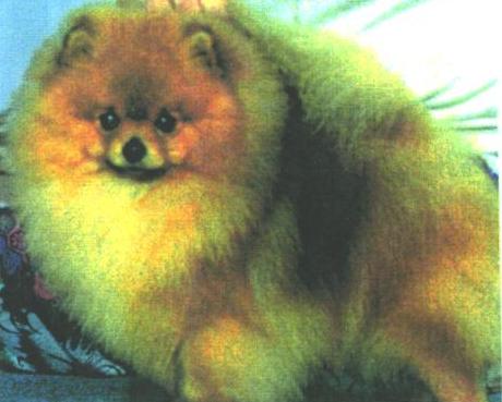 CAN/AM CH Rhynstone The Main Event