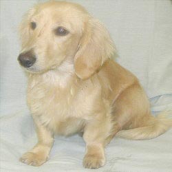 Handys Snow Cream Mickey ML