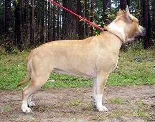 Irgen Gold Uneska