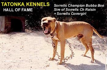 Ch Sorrells' Bubba Boe