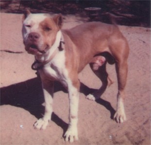 SORRELL'S BULL